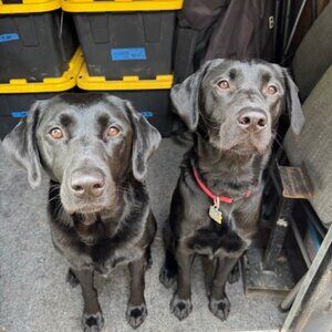 Meet your Posher, Carly